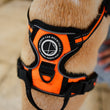 Load image into Gallery viewer, Dog Harness