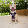 Load image into Gallery viewer, Dog Harness