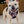 Load image into Gallery viewer, Dog Harness
