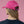 Load image into Gallery viewer, Lightweight Cap - Magenta
