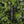 Load image into Gallery viewer, IPA Bottle
